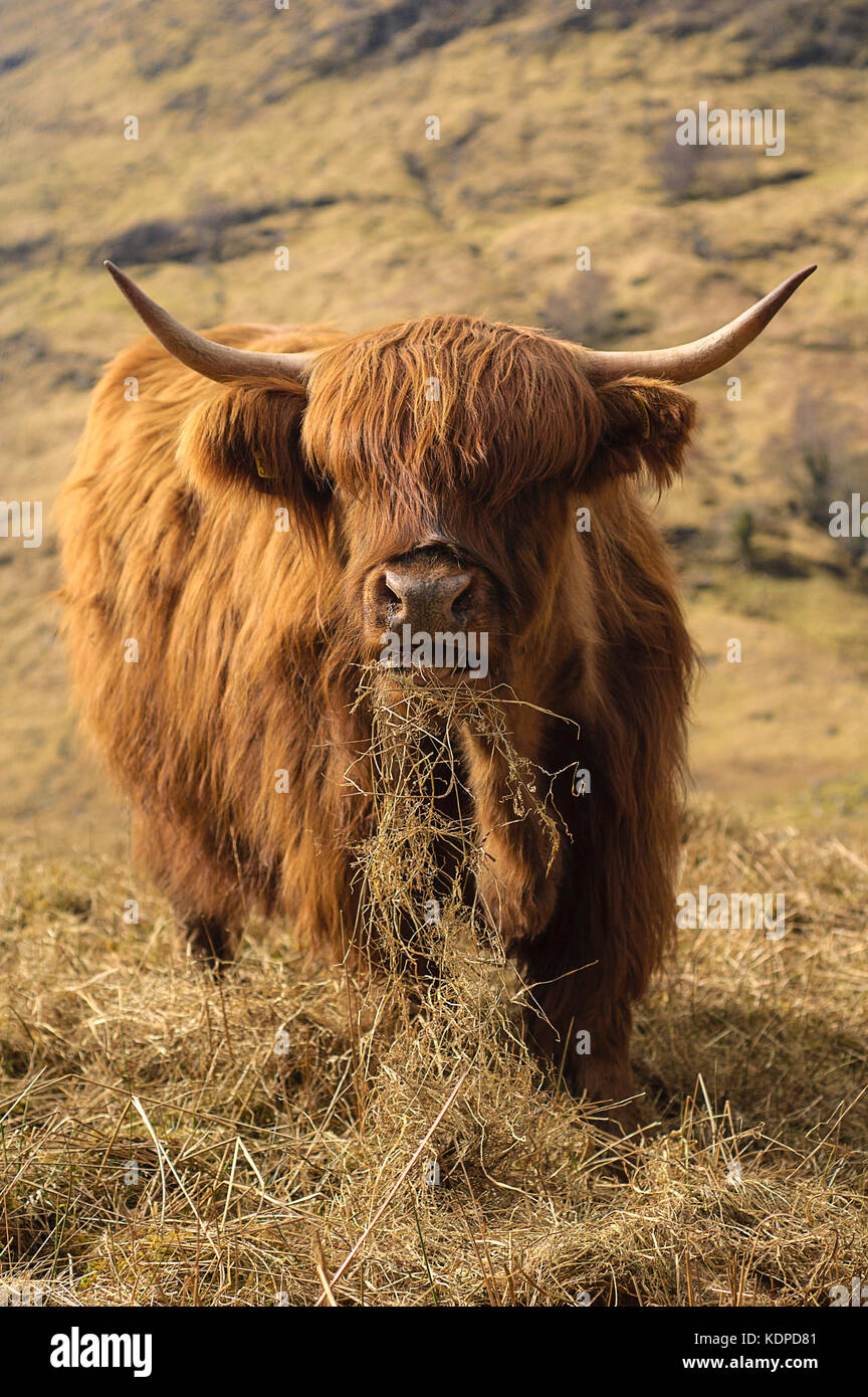 Scotland highland cow High Resolution Stock Photography and Images - Alamy