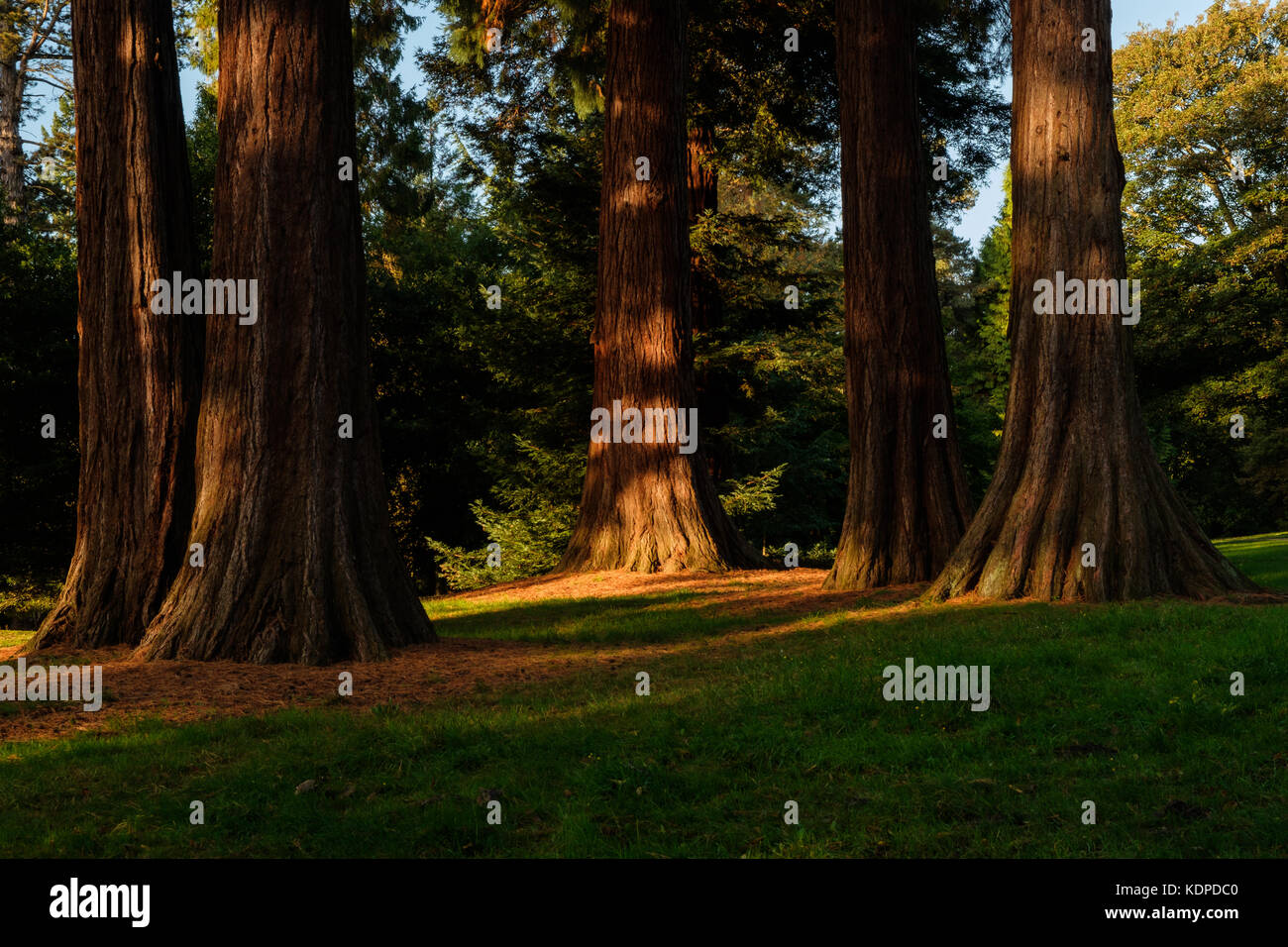 California Redwood Sequoia Sempervirens at Virginia Water Park Stock Photo