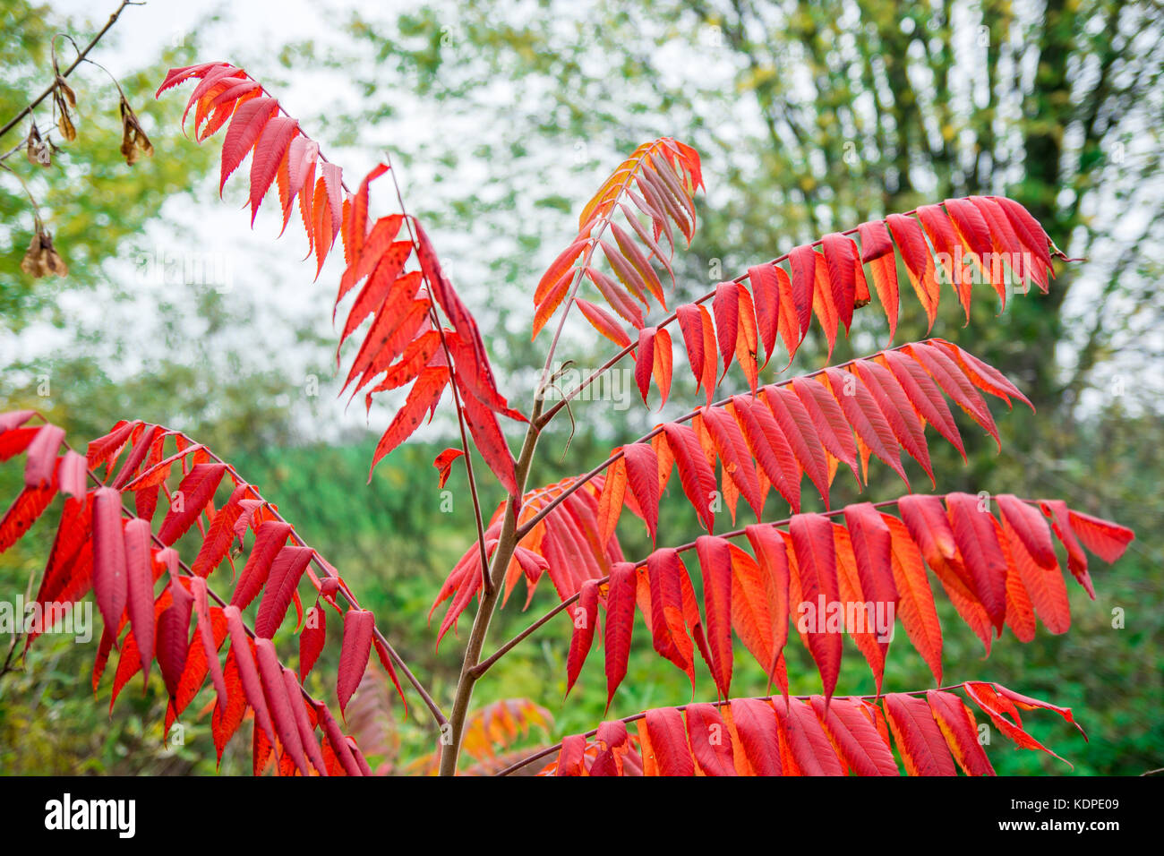 Sumac tree hires stock photography and images Alamy