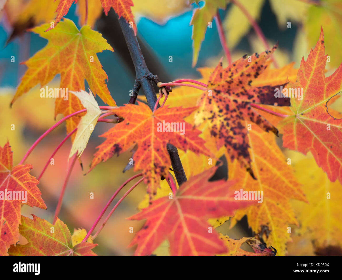 Autumn leafs foliage maple hi-res stock photography and images - Alamy
