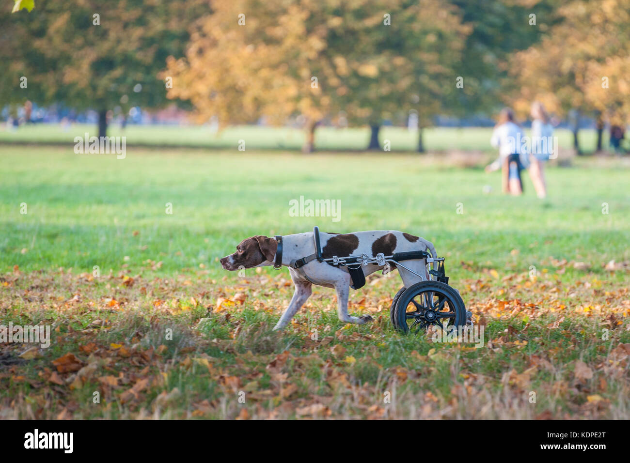 A dog with injured back legs enjoys running with the aid of rear wheels Stock Photo