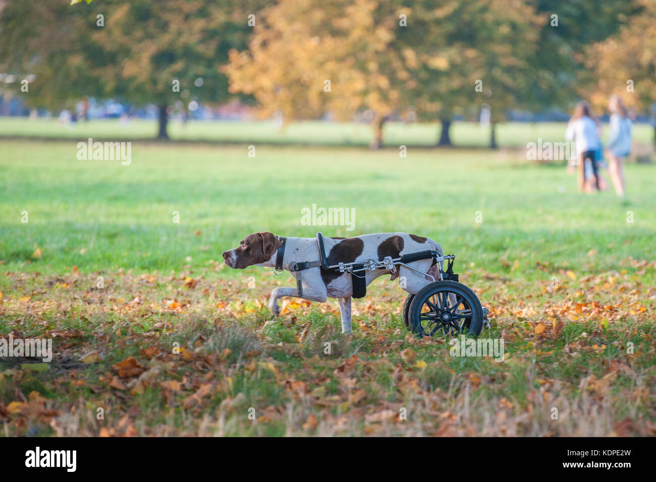 A dog with injured back legs enjoys running with the aid of rear wheels Stock Photo