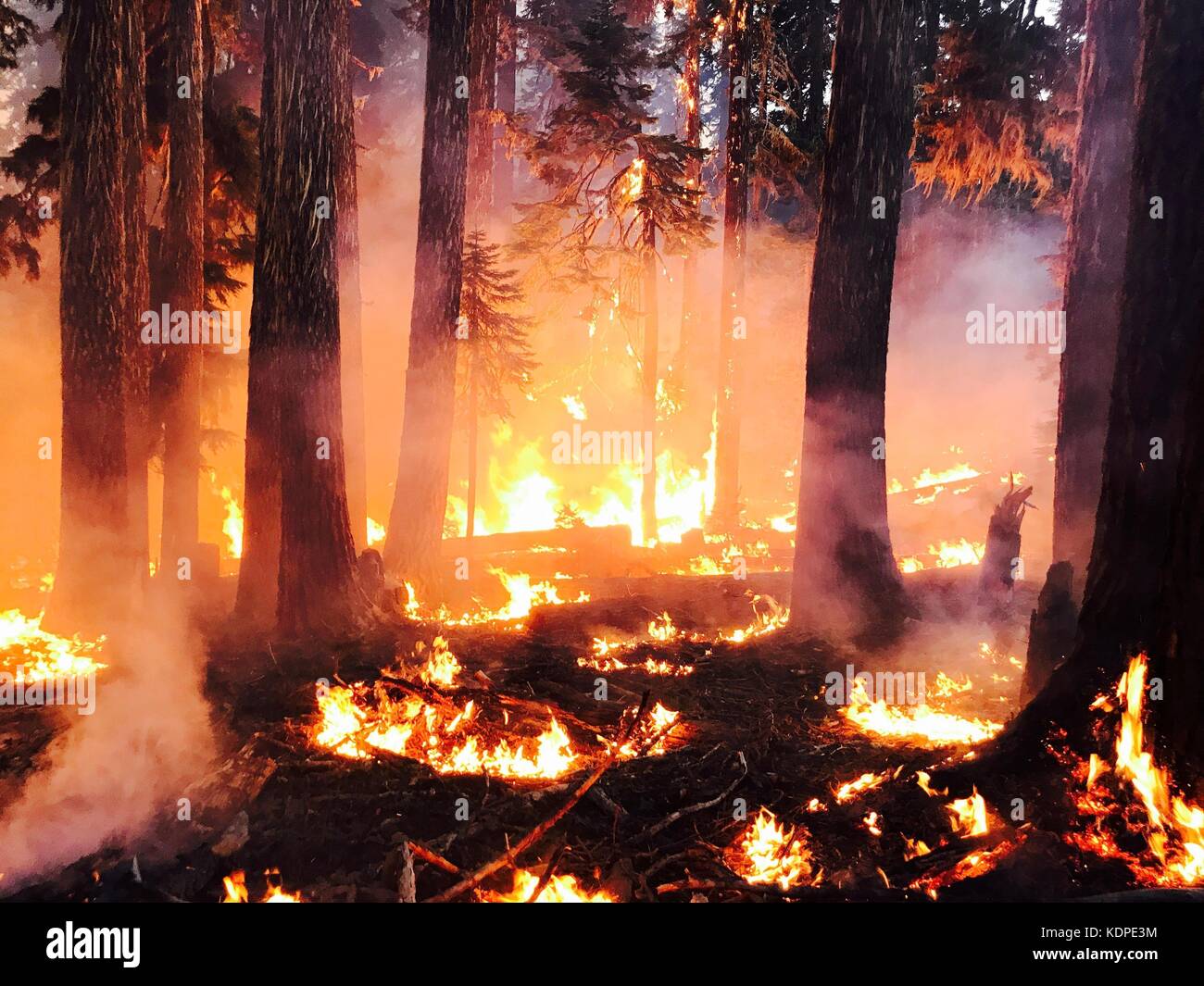 Flames consume trees in the Blanket Creek forest fire burning in the Rogue River-Siskiyou National Forest August 2, 2017 along the border of California and Oregon. Stock Photo