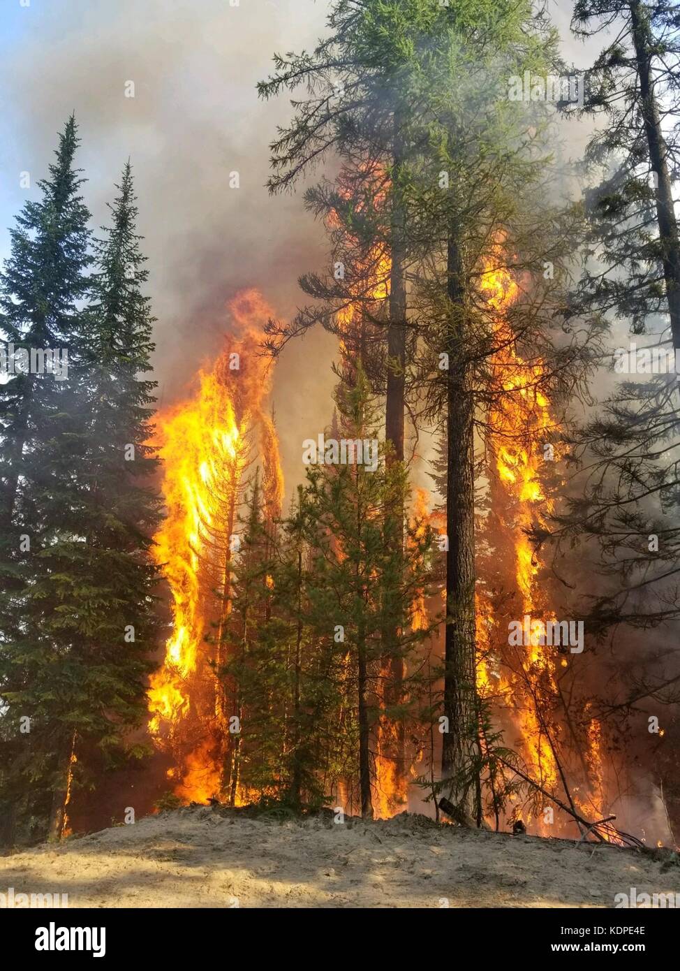 Flames consume old growth cedar trees in the Caribou Fire burning in the Kootenai National Forest September 13, 2017 near Libby, Montana. Stock Photo