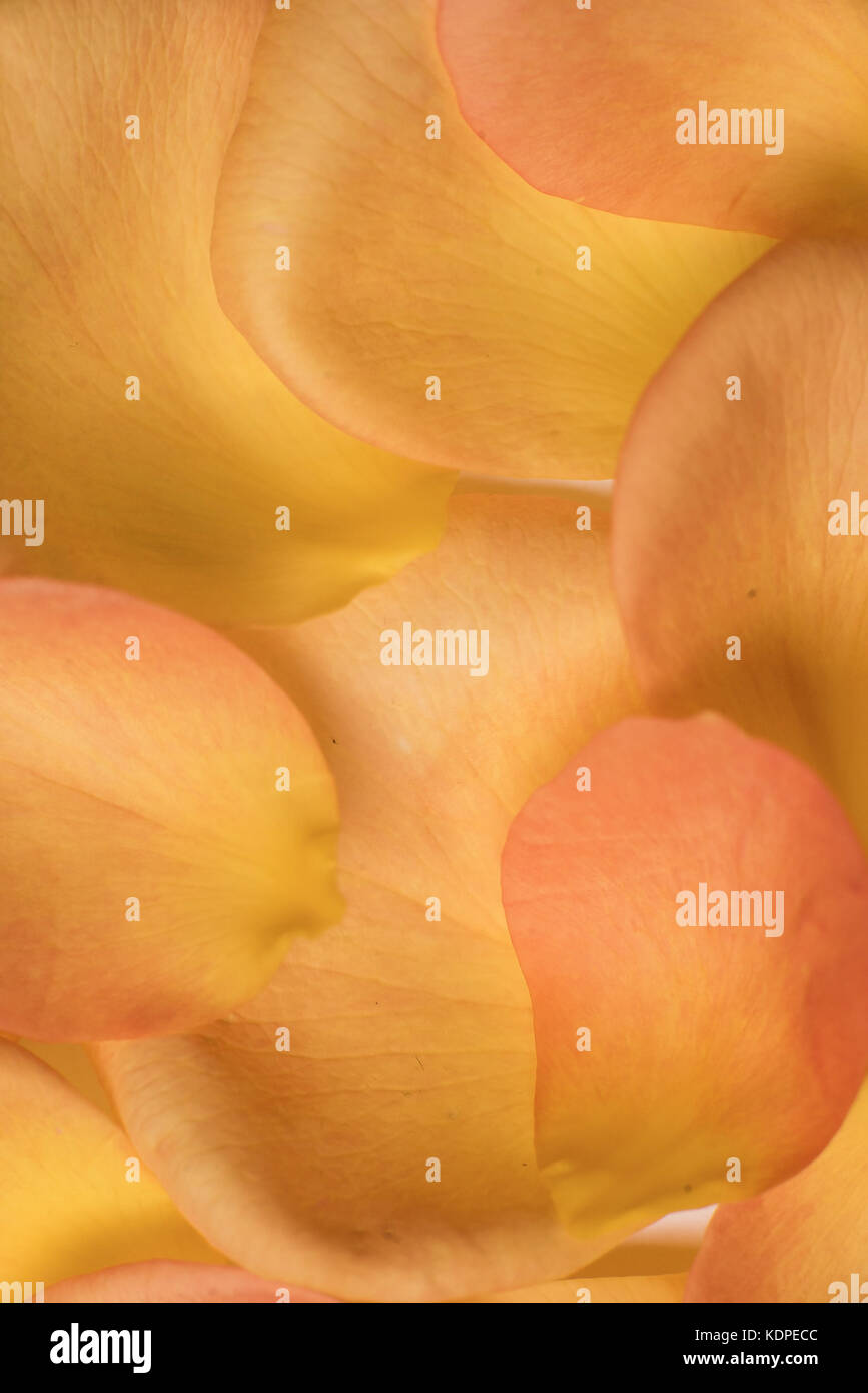 background of orange rose petals Stock Photo - Alamy