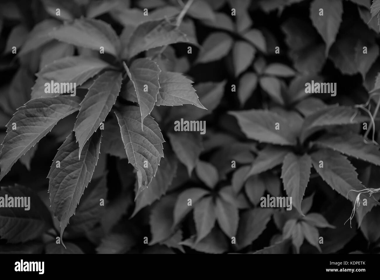 Living Fence On The Background Stock Photo Alamy