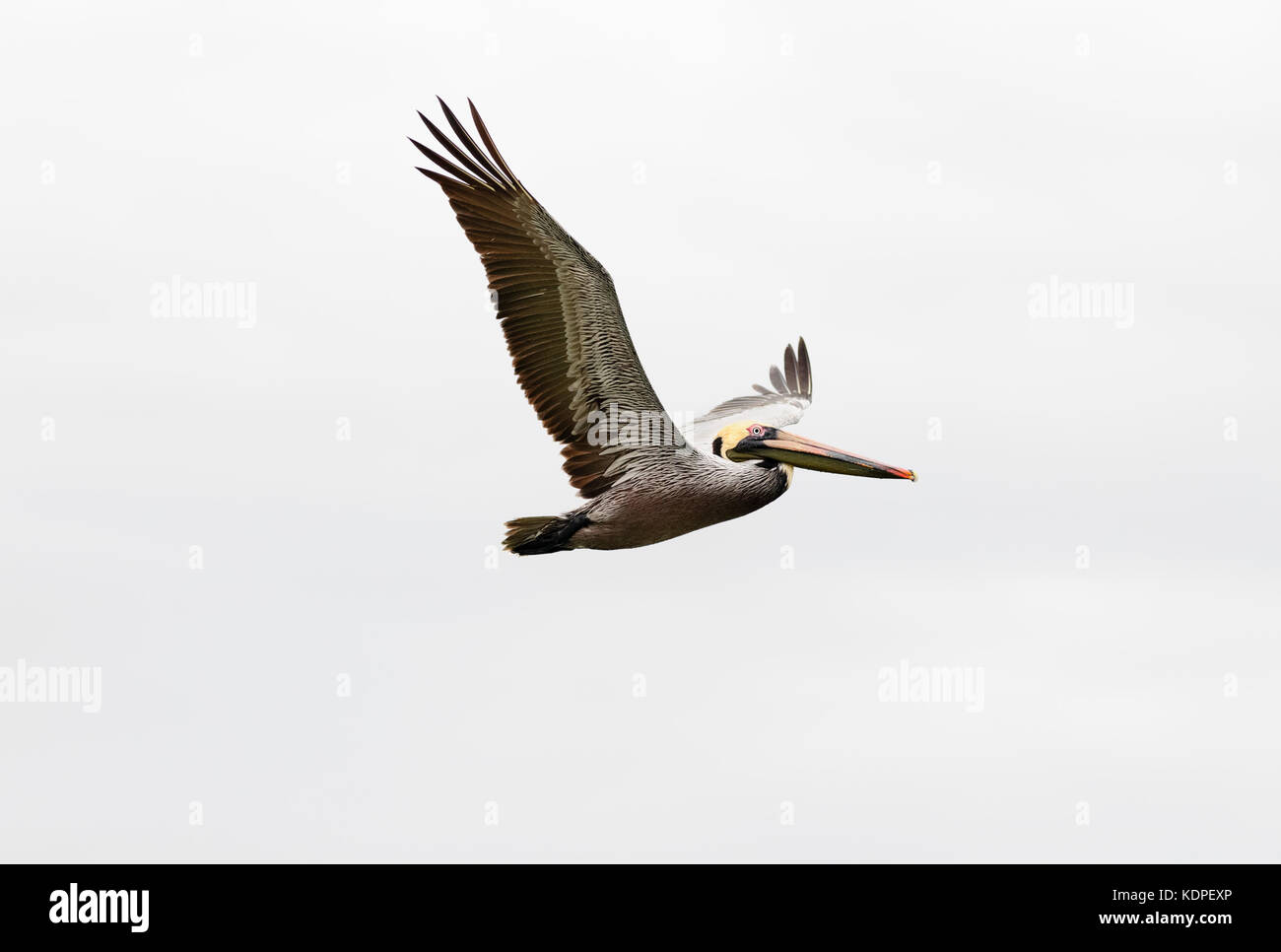 Pelican diving flying is a beautiful feathered pacific coast pelican diving towards the ocean water. Stock Photo