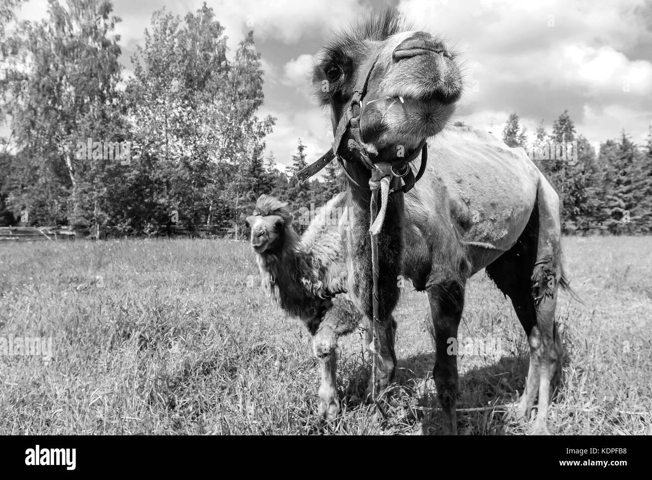 Donkey camel Black and White Stock Photos & Images - Alamy