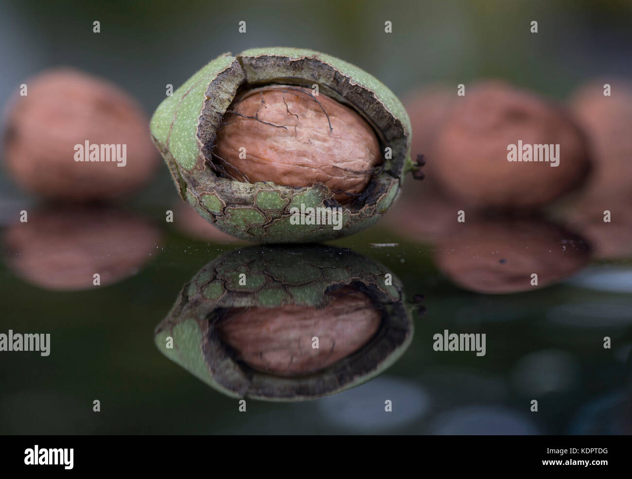 Oregon Walnuts Roseburg, OREGON, USA. 15th Oct, 2017. Freshly harvested English ...