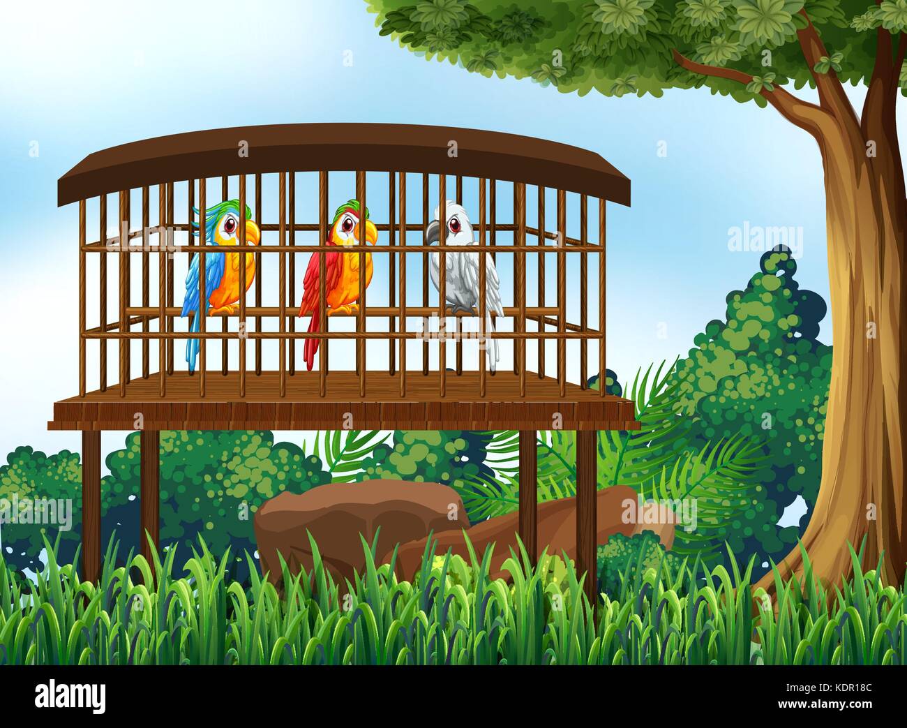 Three parrot birds in wooden cage illustration Stock Vector Image & Art