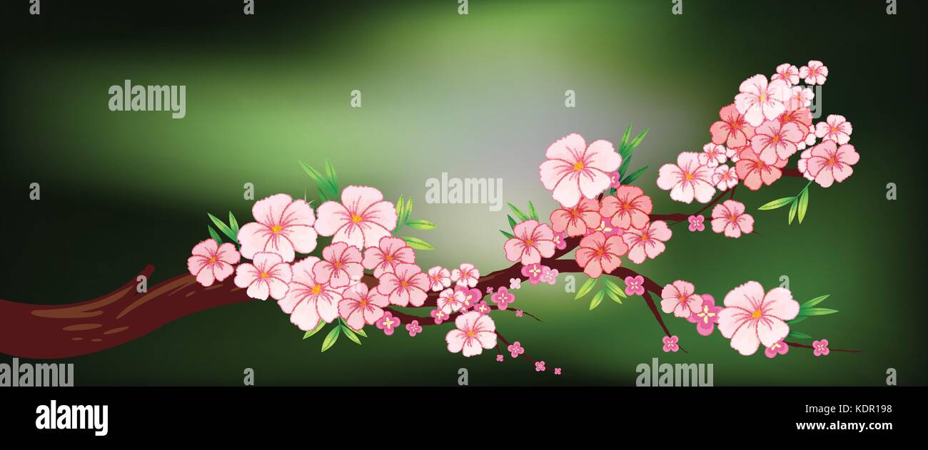 Cherry blossom on the branch illustration Stock Vector Image & Art - Alamy