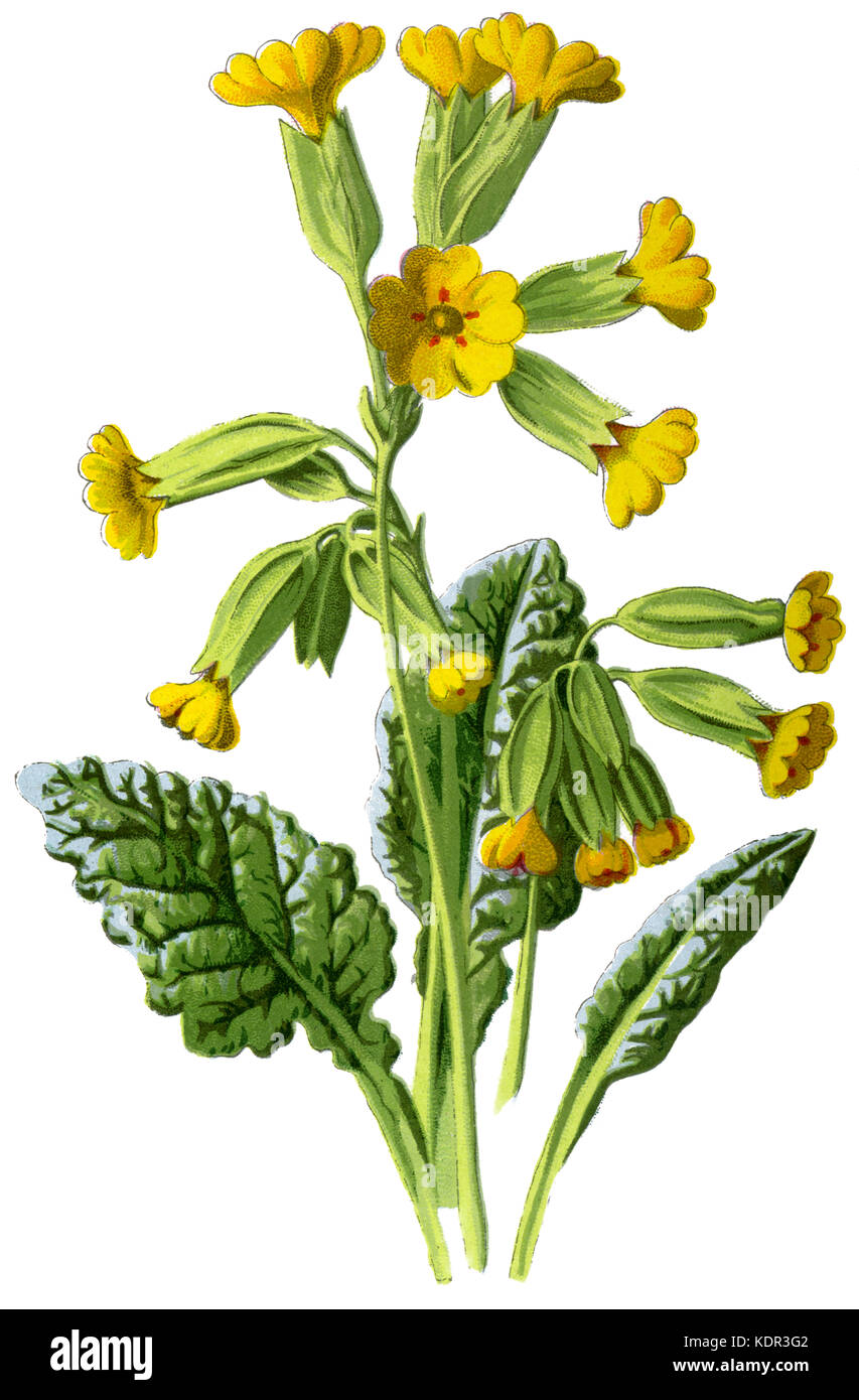 Cowslip, illustrated by Edward Hulme in 1906 Stock Photo