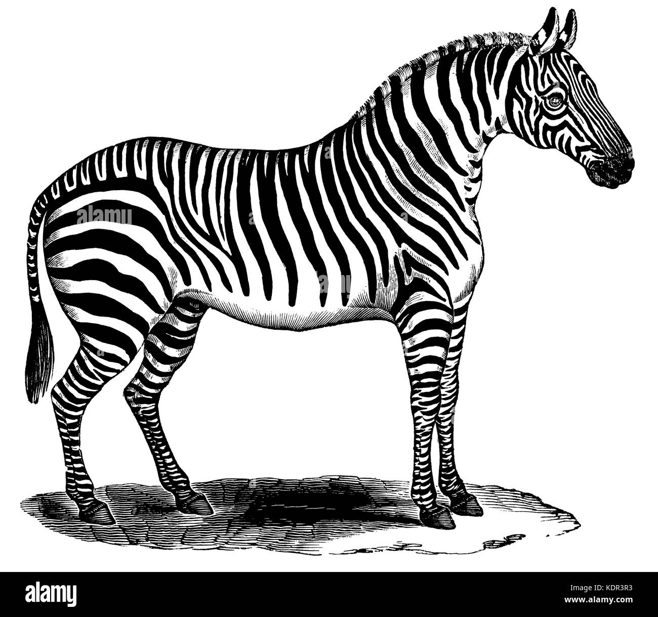 Zebra standing at rest, from vintage wood-engraving Stock Photo
