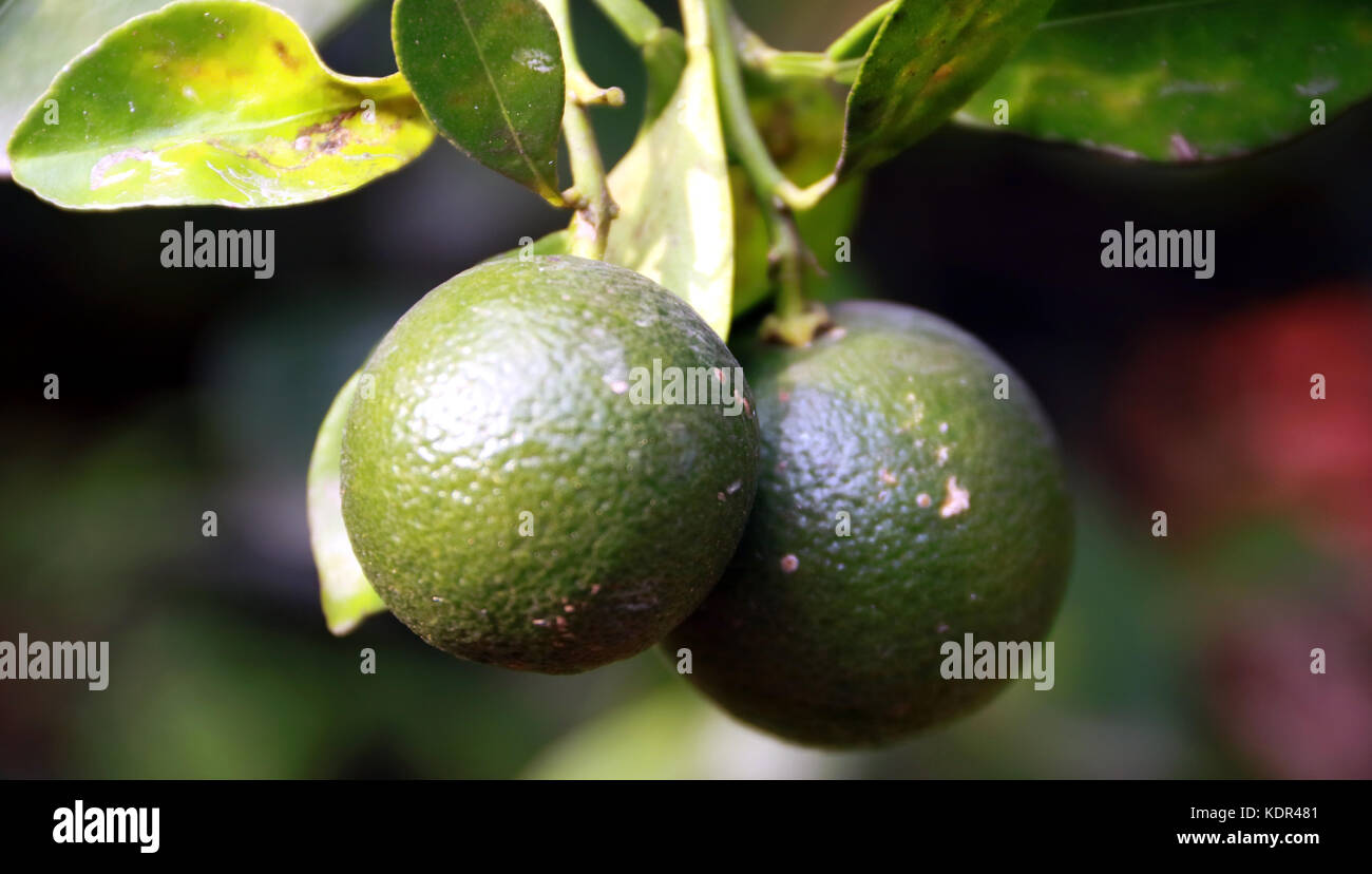 Calamansi or calamondin fruit on tree Stock Photo