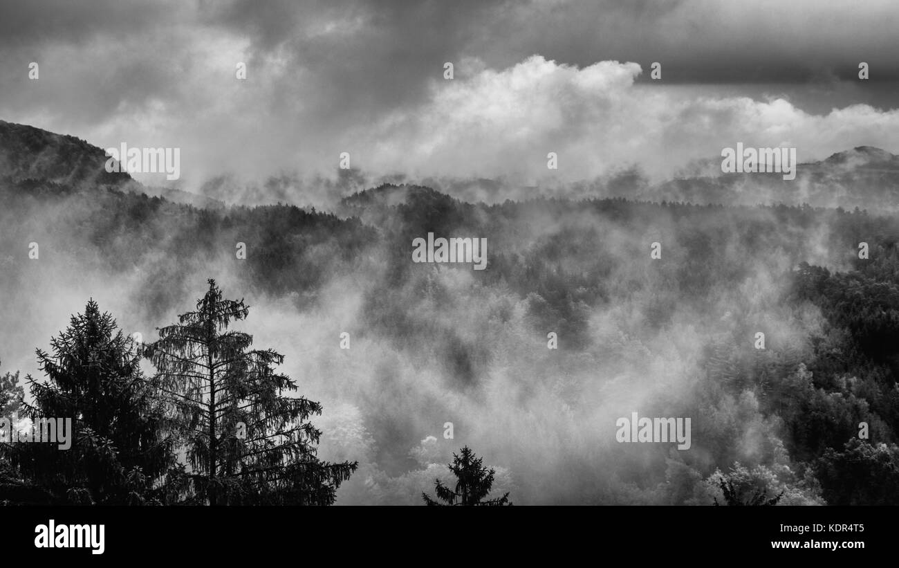 Bohemian Switzerland after a heavy rainfall in October in the Czech Republic. Close up of a fir tree with the clouds moving through the forest in the Stock Photo