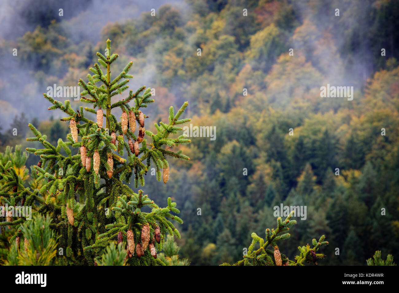 Bohemian Switzerland after a heavy rainfall in October in the Czech Republic. Close up of a fir tree with the clouds moving through the forest in the Stock Photo