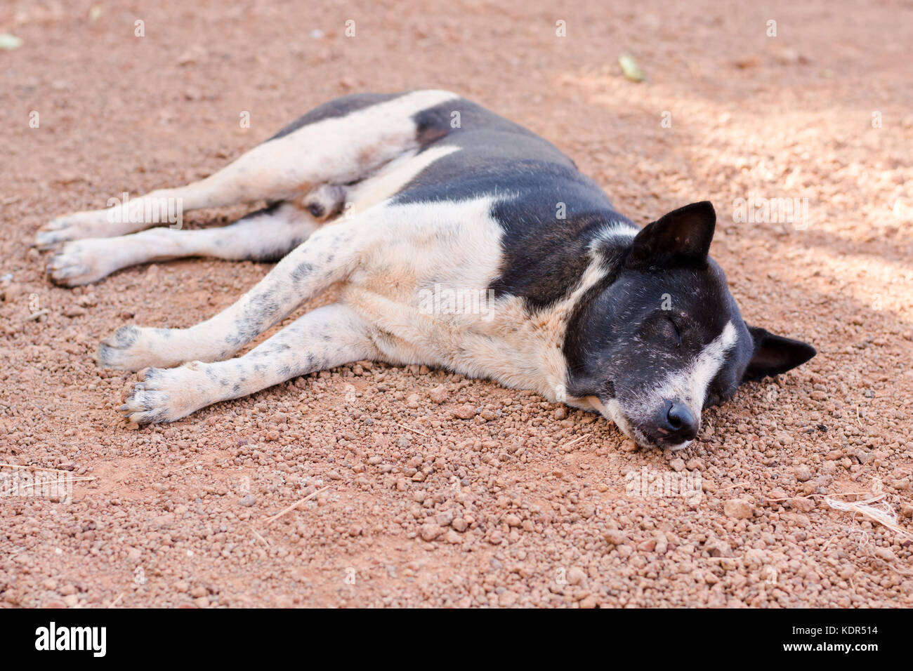dog sleeping on ground Stock Photo Alamy