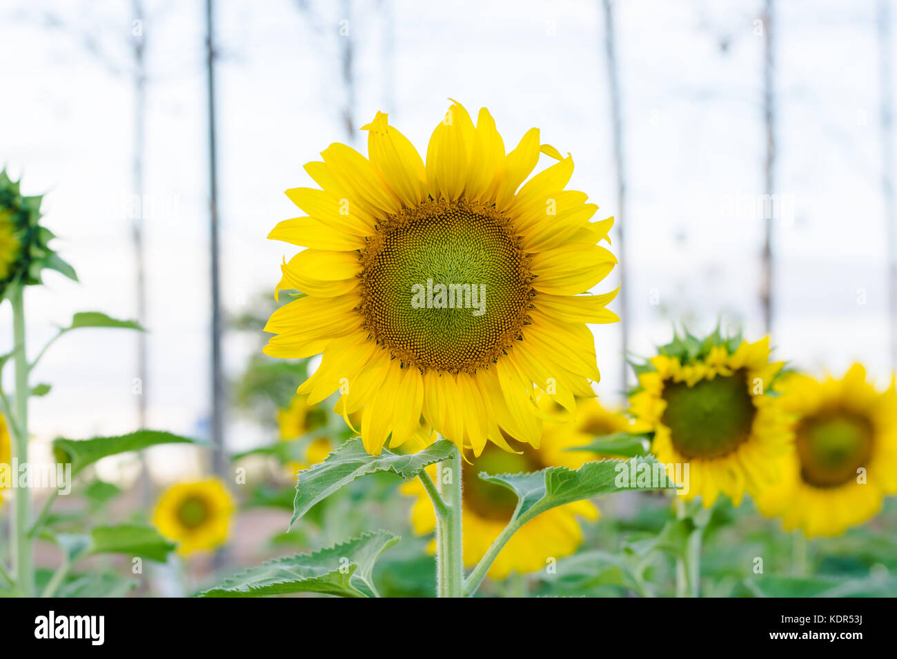 Sunflowers garden. Sunflowers have abundant health benefits. Sunflower oil improves skin health