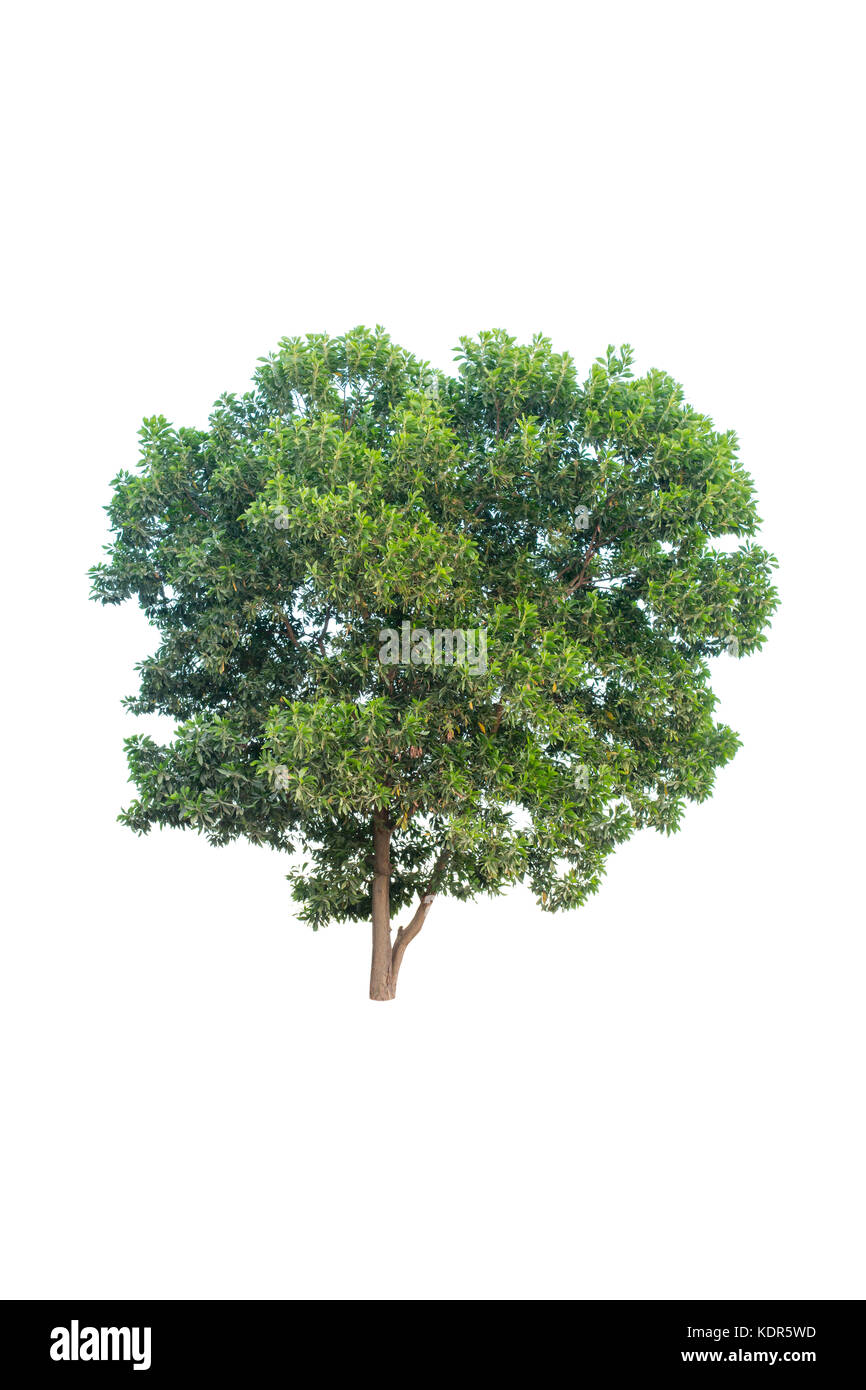 Trees isolated on white background Stock Photo - Alamy