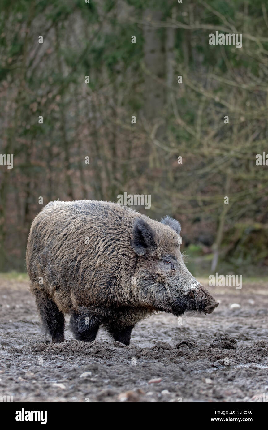 Wild boar (Sus scrofa), tusker, Schleswig Holstein, Germany, Europe Stock Photo