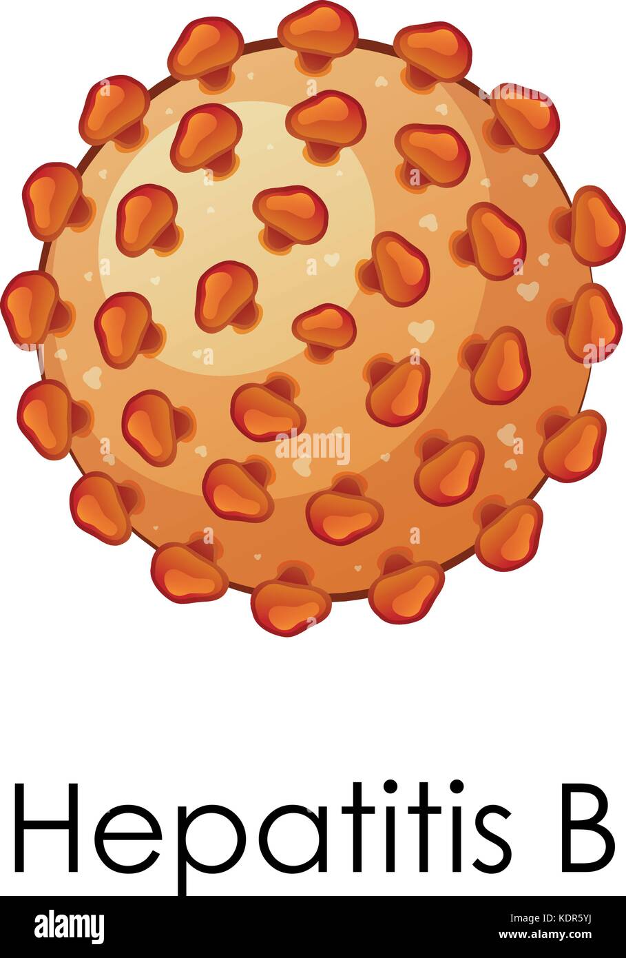 Diagram showing hepatitis B virus illustration Stock Vector Image & Art