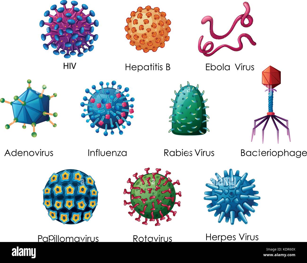 Diagram showing different kinds of viruses illustration Stock Vector