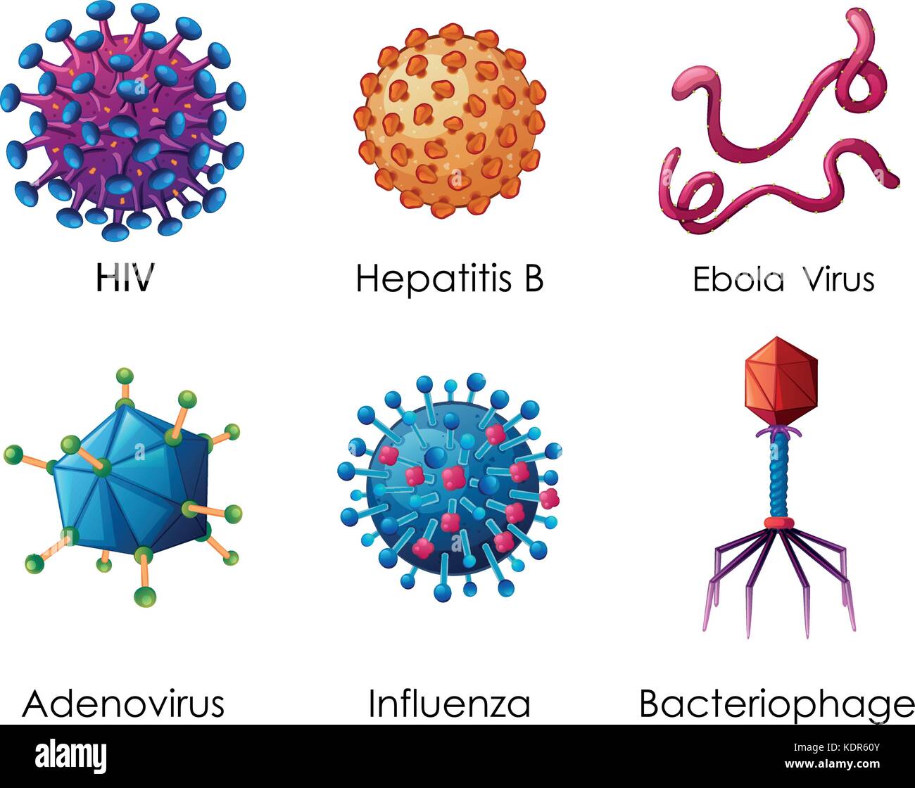 Six types of viruses on white background illustration Stock Vector