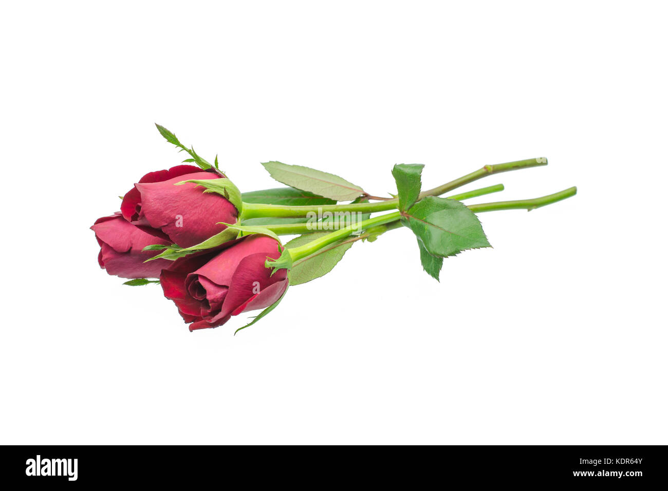 red rose isolated on white background Stock Photo - Alamy