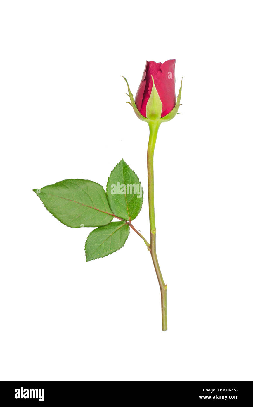 red rose isolated on white background Stock Photo - Alamy