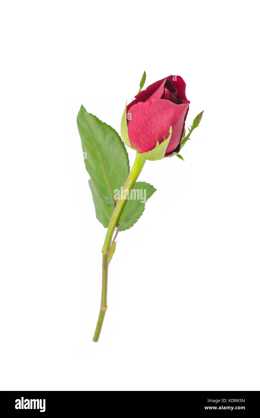 red rose isolated on white background Stock Photo - Alamy