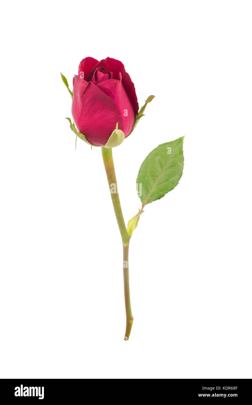 red rose isolated on white background Stock Photo - Alamy