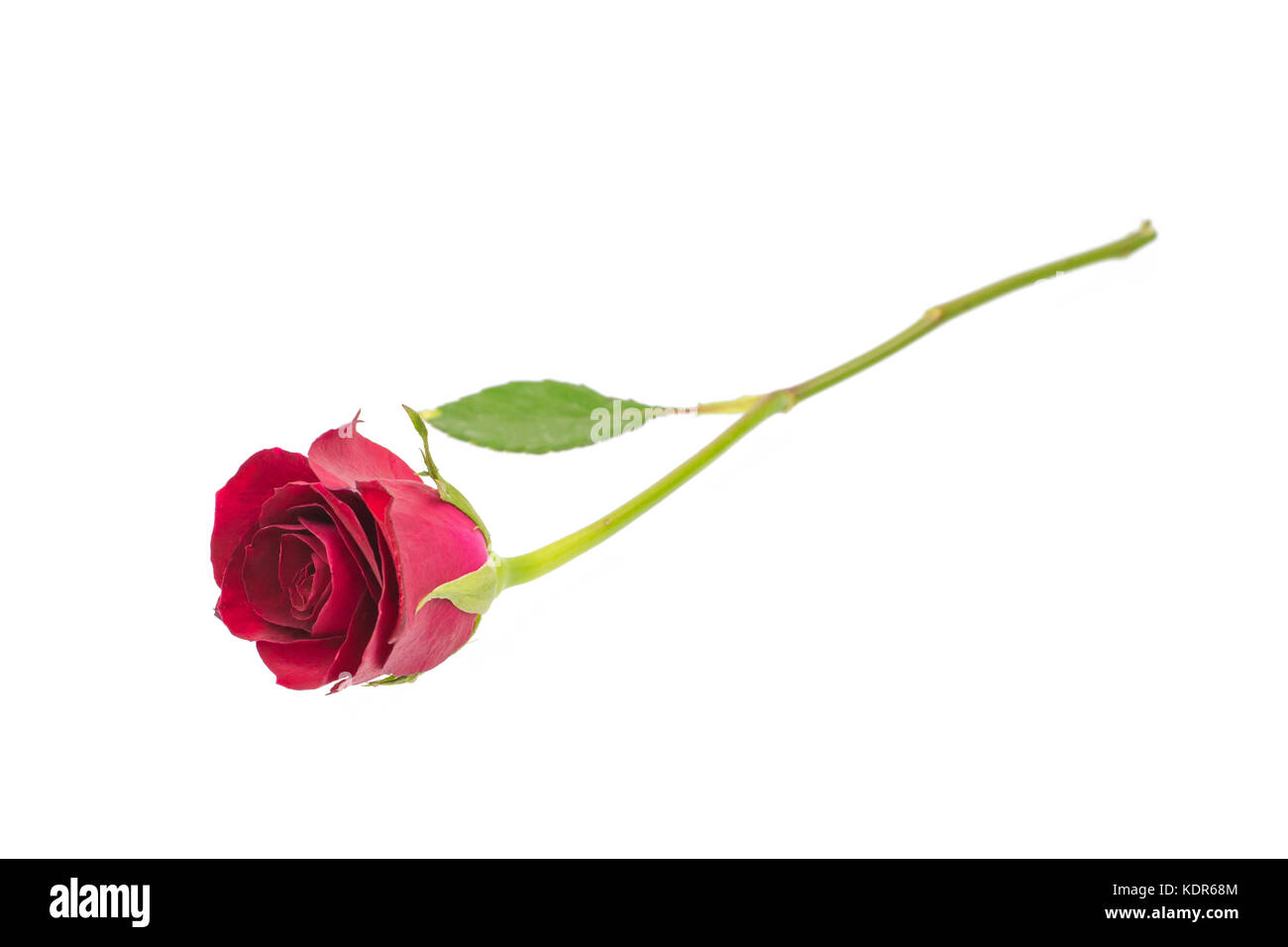 red rose isolated on white background Stock Photo - Alamy