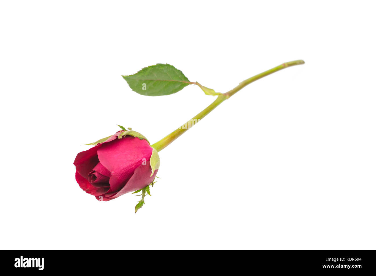 red rose isolated on white background Stock Photo - Alamy