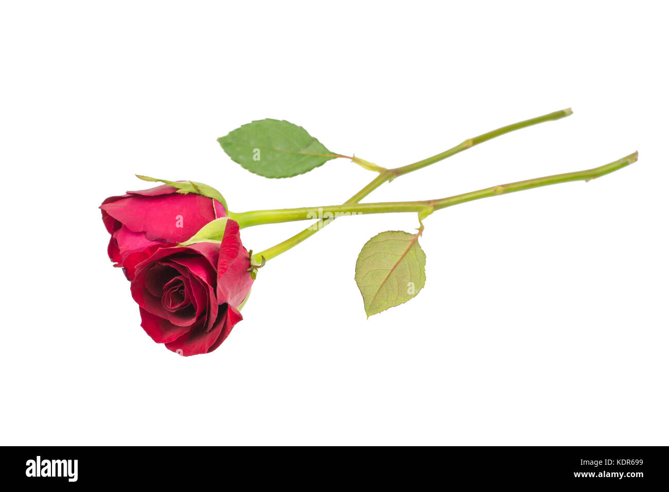red rose isolated on white background Stock Photo - Alamy