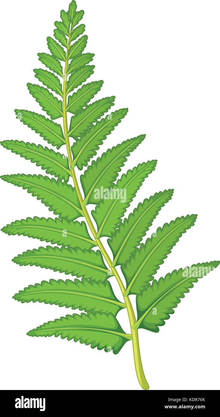 Fern leaf on white background illustration Stock Vector