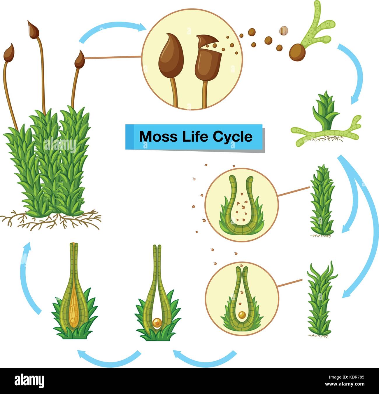 Structure, Characteristics and Life Cycle of Moss Plant