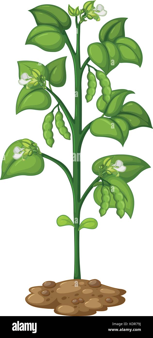 Vector Set of Pea Plants. a Sketch-style Part of a Pea Plant with Leaves  and Flowers of a Pea Pod, Isolated Black Stock Vector - Illustration of  closeup, farm: 226525504