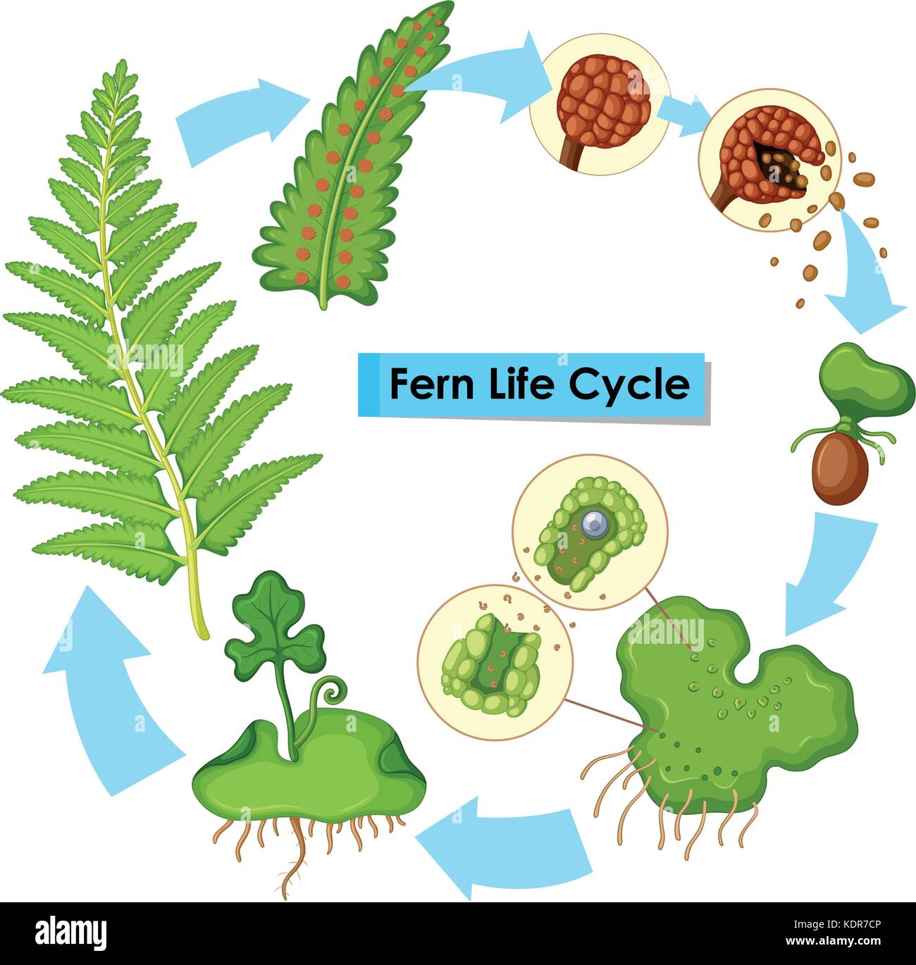 Diagram showing fern life cycle illustration Stock Vector