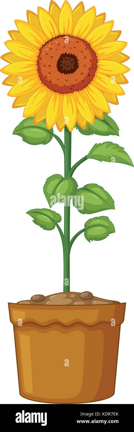 Sunflower in clay pot illustration Stock Vector Image & Art - Alamy