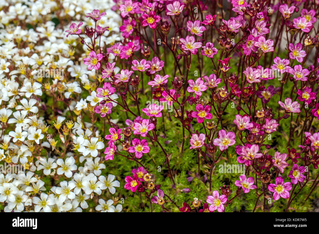 Mossy Purple Saxifraga arendsii ' Juwel ' and  white Saxifraga caespitosa ' Findling ' Alpine saxifrages Stock Photo