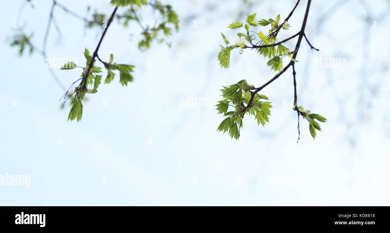 Pan close up tree branch hi-res stock photography and images - Alamy