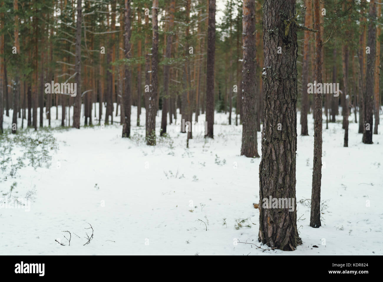 calm day in winter in pine forest Stock Photo