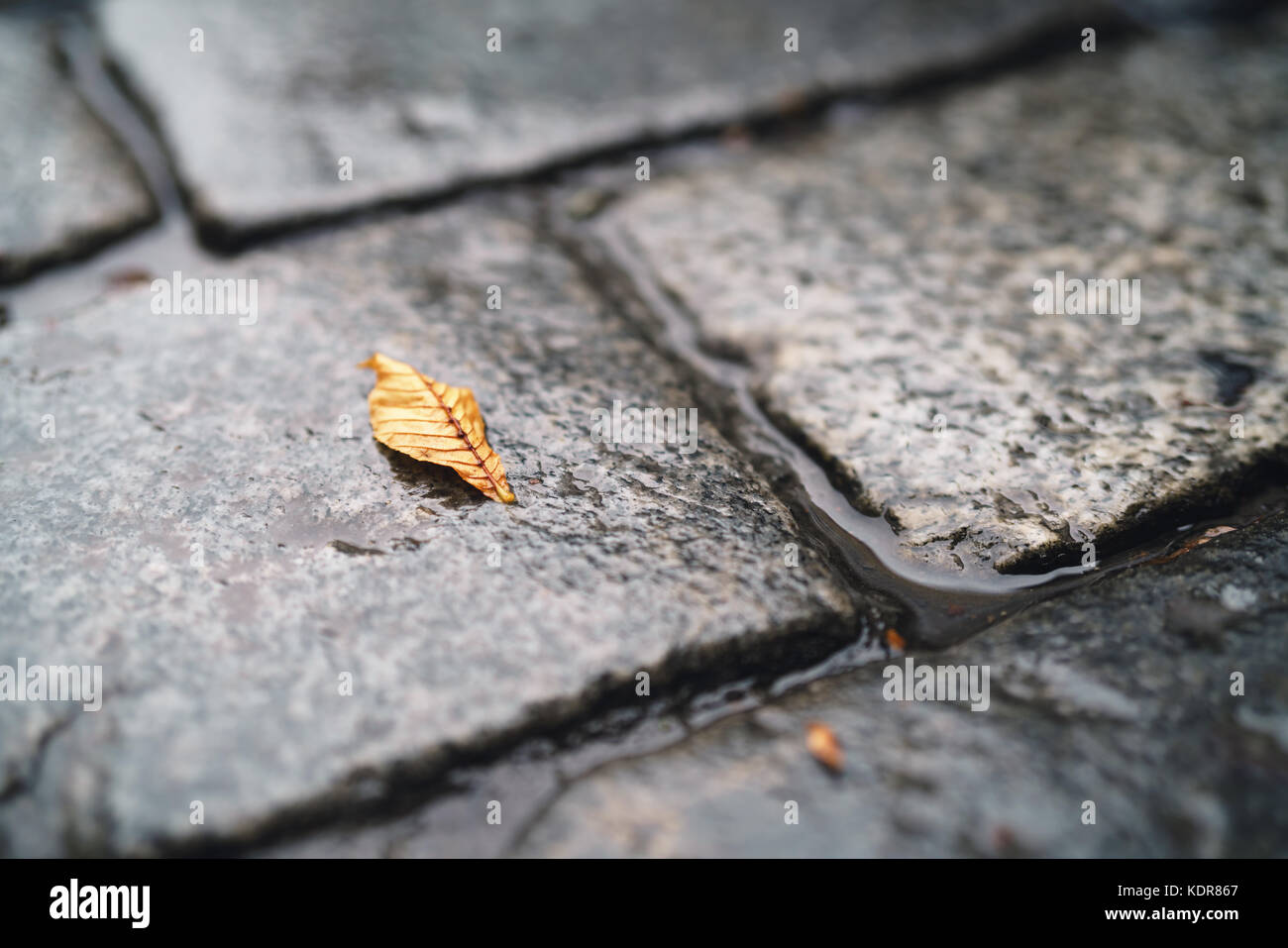 autumn leaf on wet old granite pavement closeup Stock Photo - Alamy