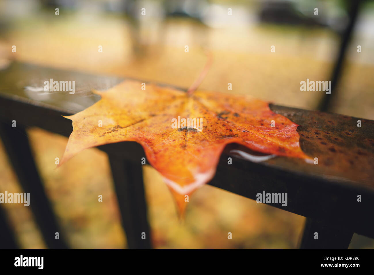 Old maple leaf hi-res stock photography and images - Alamy