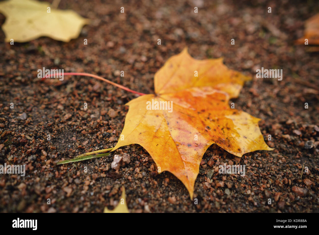 Beautiful maple leaf photo hi-res stock photography and images - Alamy