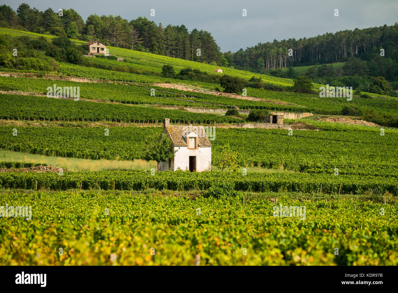 vineyards of Cote de Beaune near Pommard, Burgundy, France Stock Photo