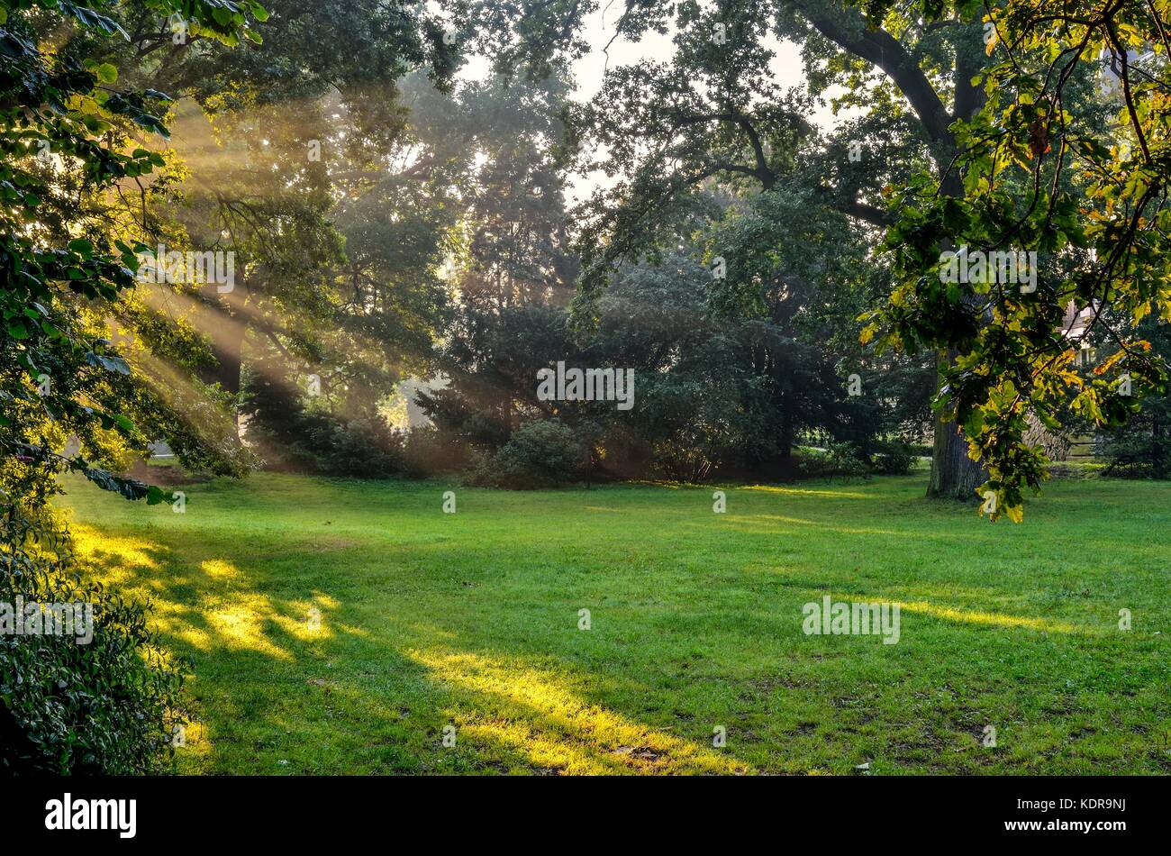 Morning urban landscape. Sun rays behind the trees in the park. Stock Photo