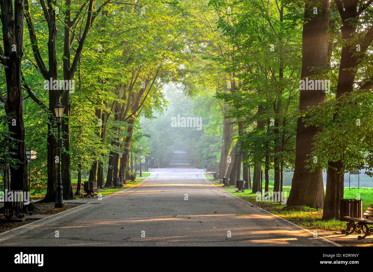Summer morning urban landscape. Beautiful alley among the trees in the castle park in Pszczyna, Poland. Stock Photo