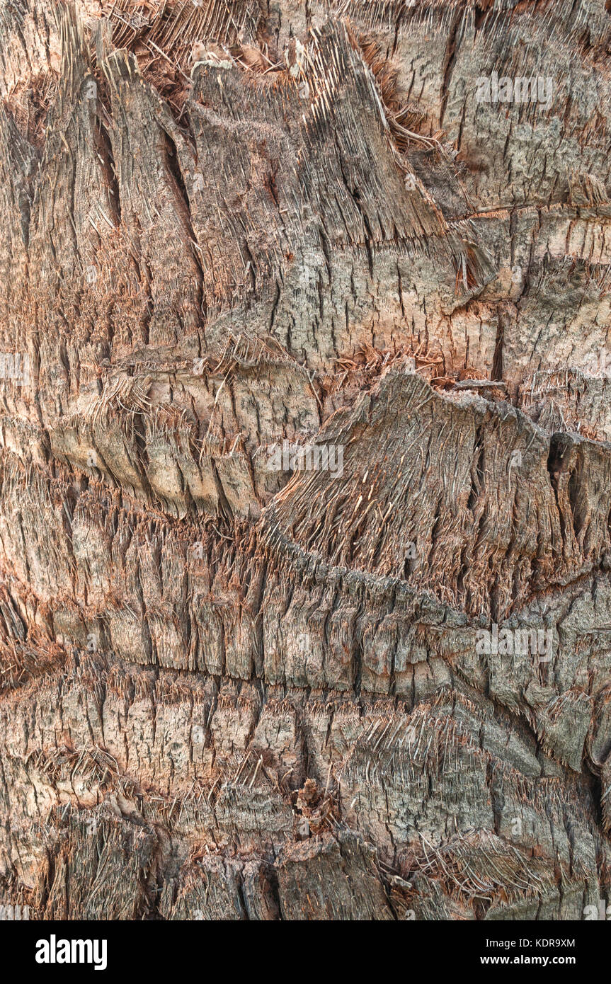 Palm tree bark hires stock photography and images Alamy