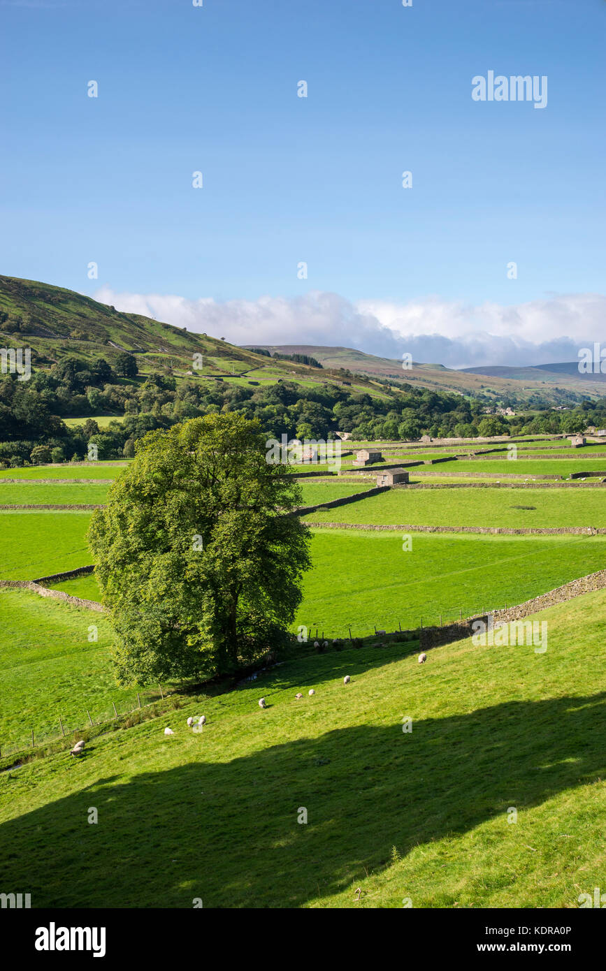 Gunnerside meadows in Swaledale, Yorkshire Dales, England. Stock Photo